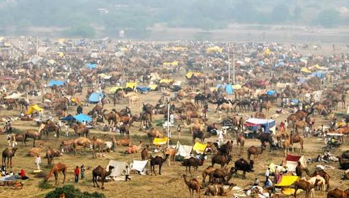 Second largest Animal Fair In India – India-InfoFacts