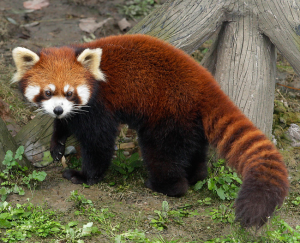 Red panda-state animal of sikkim – India-InfoFacts